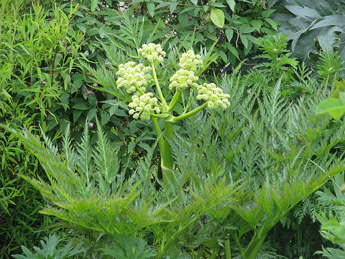 Molopospermum - poleponnesiacum